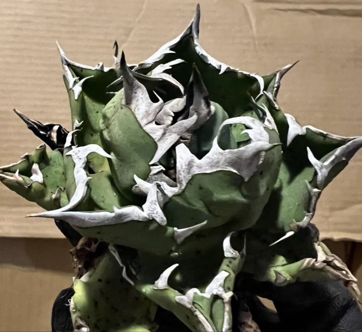 2025年最新】Yahoo!オークション -アガベ オテロイの中古品