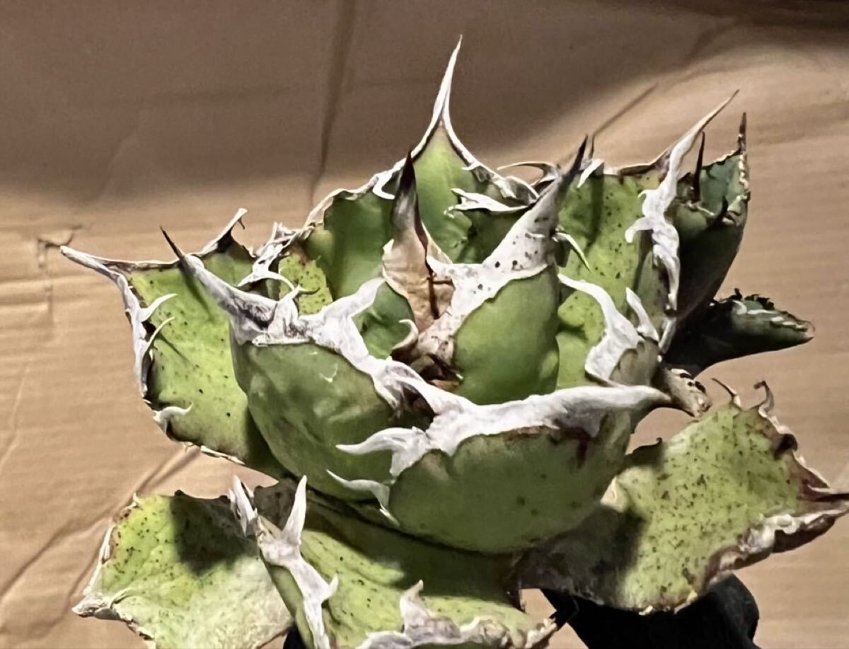 親株出品　アガベ　オアハカオテロイ 現地株】アガベ オテロイ オアハカ 24040402-4【発根済】 | ISALO