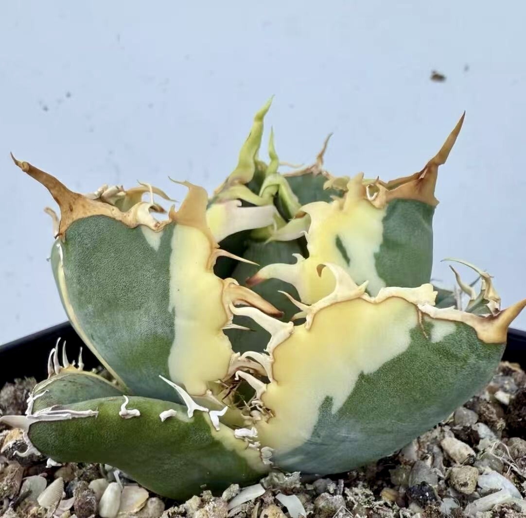 2025年最新】Yahoo!オークション -アガベ チタノタ 白鯨の中古品