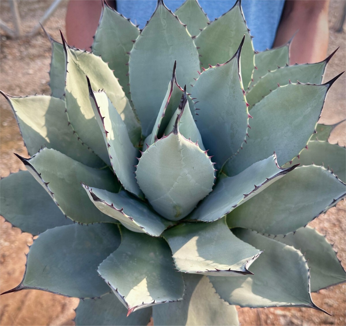 Yahoo!オークション -「アガベ パリーホーチエンシス」の落札