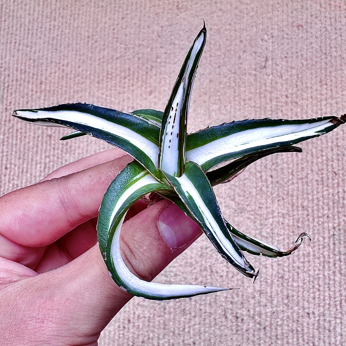 2025年最新】Yahoo!オークション -多肉植物アガベ 氷山の中古品