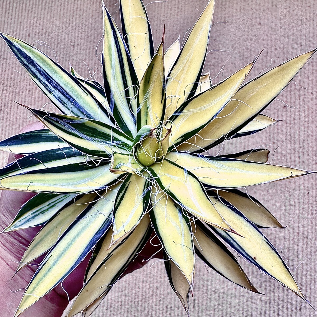 Yahoo!オークション -「糊斑」の落札相場・落札価格