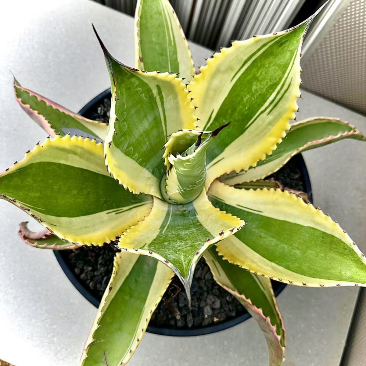 アガベ リップルエフェクト 中株 希少 レア Yahoo!オークション -「アガベリップルエフェクト」の落札相場