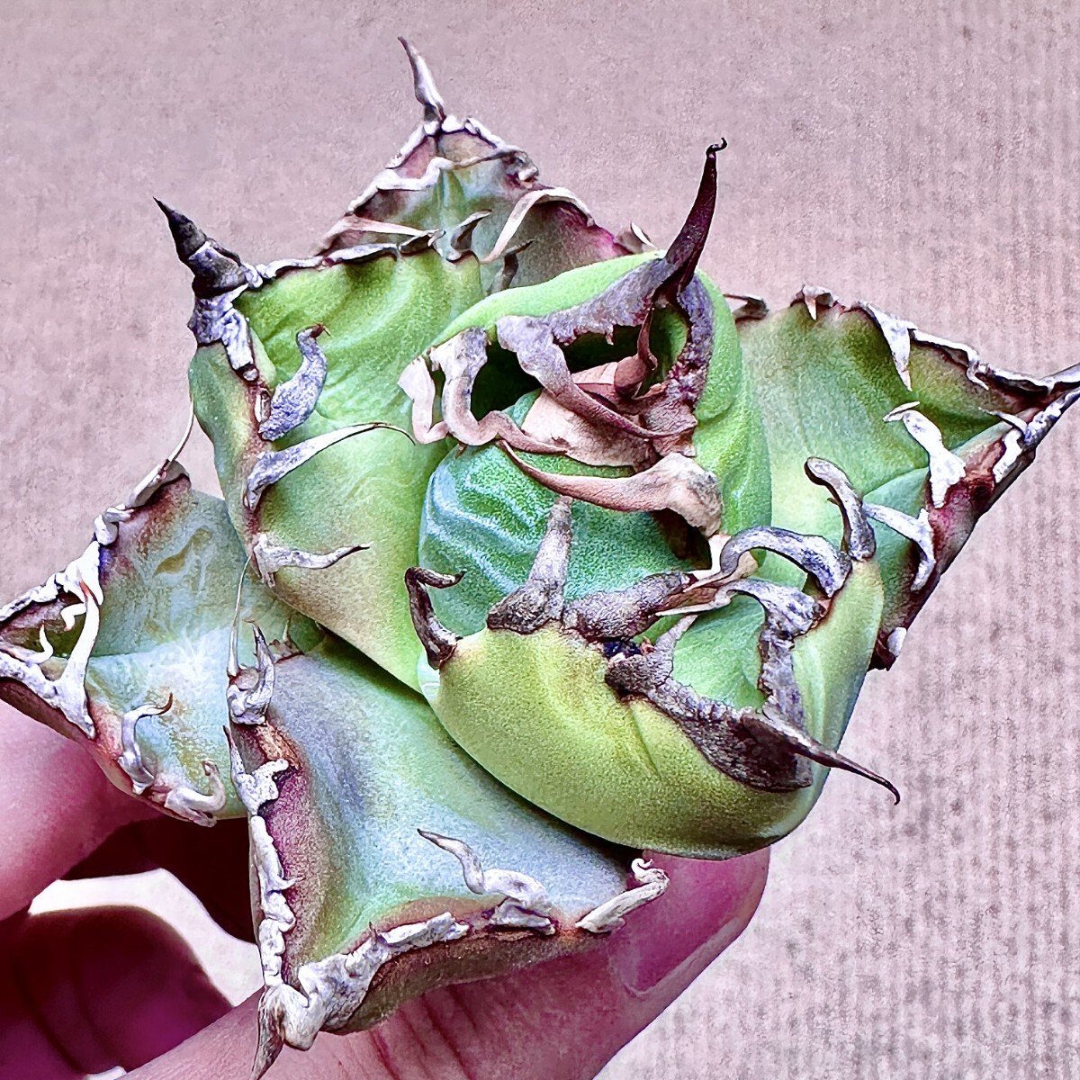 Yahoo!オークション -「アガベ チタノタ魔丸」の落札相場・落札価格