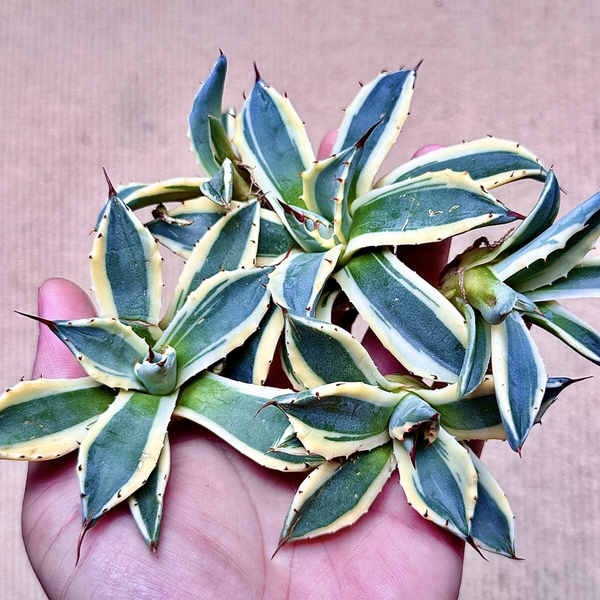 Yahoo!オークション -「吉祥天錦」(観葉植物) の落札相場・落札価格