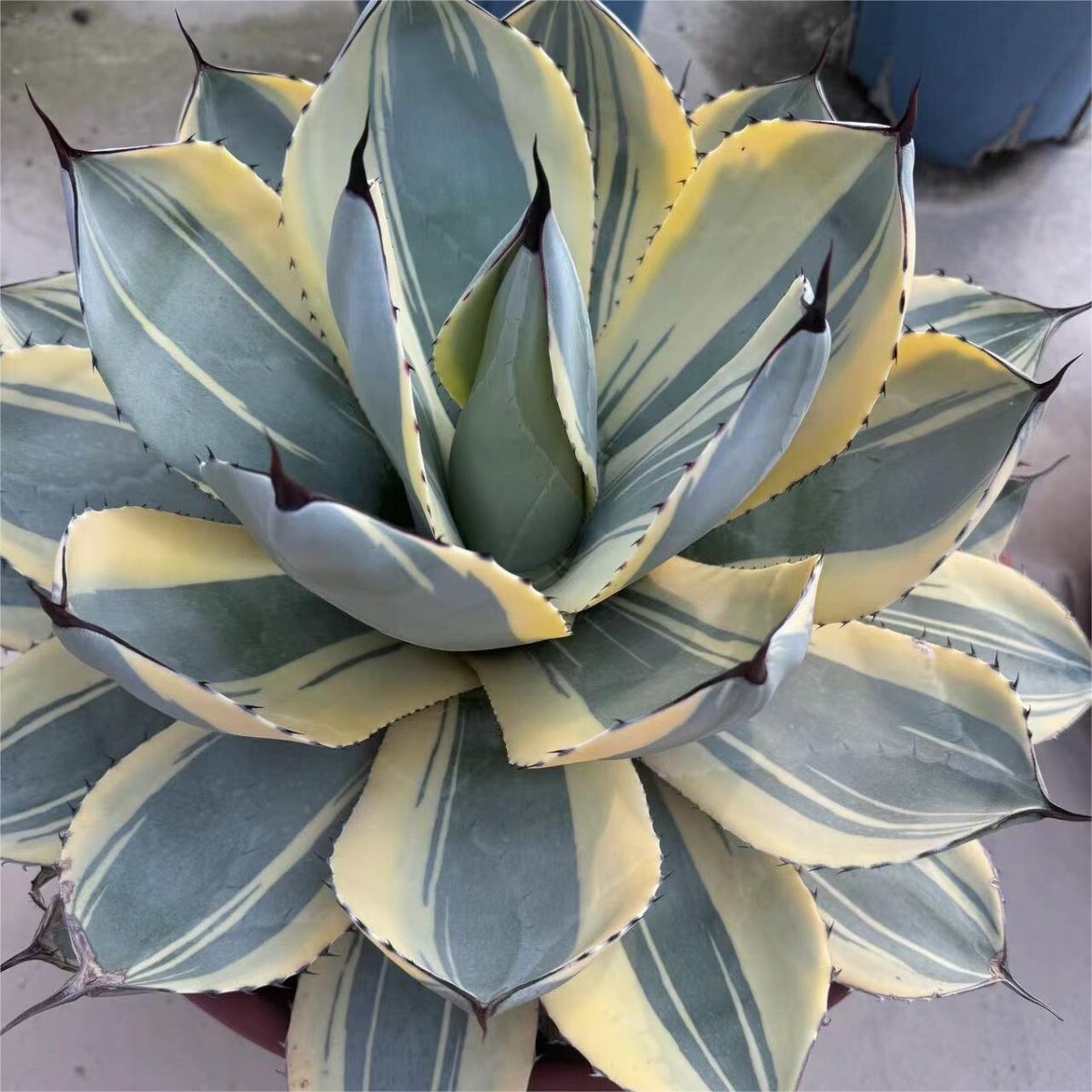 Yahoo!オークション -「パリーオリザバ」の落札相場・落札価格