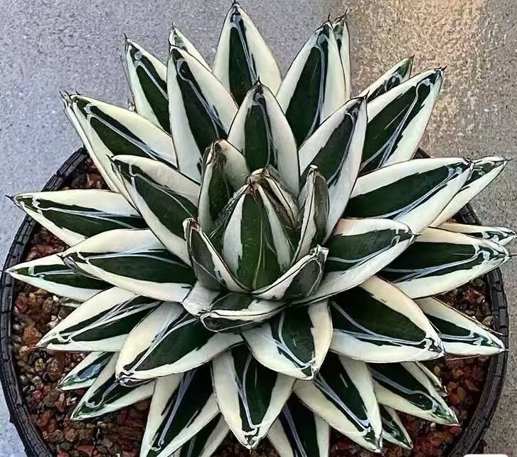 ZENアガベ氷山　 子株 Lj_plants】W814 多肉植物 アガベ 氷山 特殊錦 覆輪錦 中斑 極上子株
