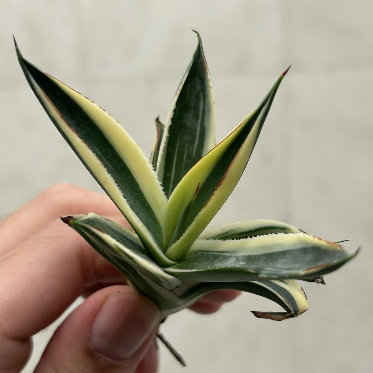 Yahoo!オークション -「アガベ ブルーグロー」の落札相場・落札価格