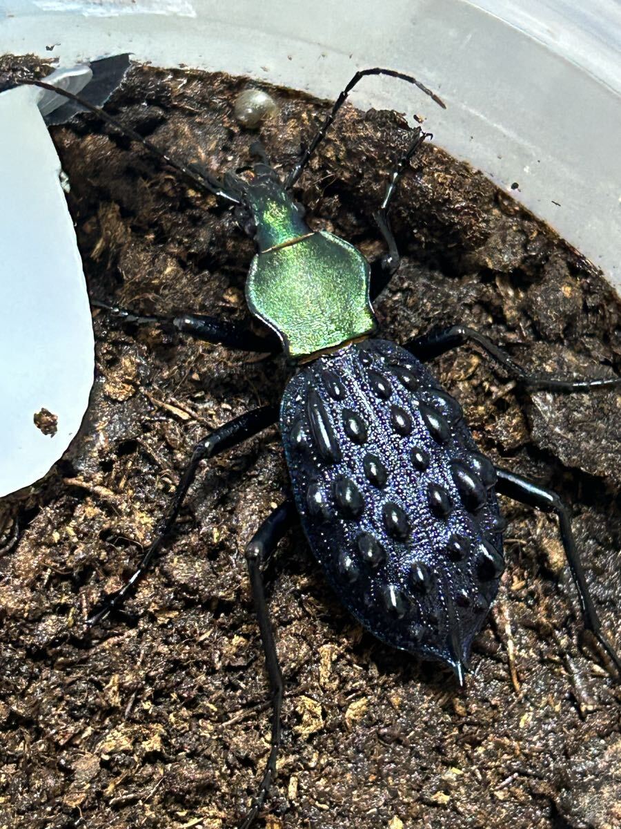 【外国産オサムシ標本】緑と青のイボカブリモドキ/甘粛省.小各龍山産/39mm 外国産オサムシ標本】緑と青のイボカブリモドキ/甘粛省.小各龍山