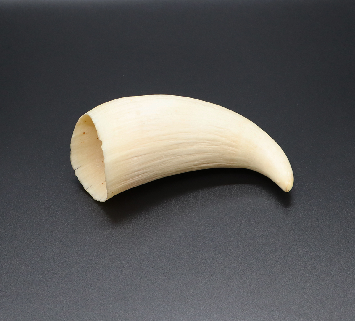 マッコウクジラ 鯨牙 鯨歯 天然素材 マッコウクジラ歯テール | Kz'bone