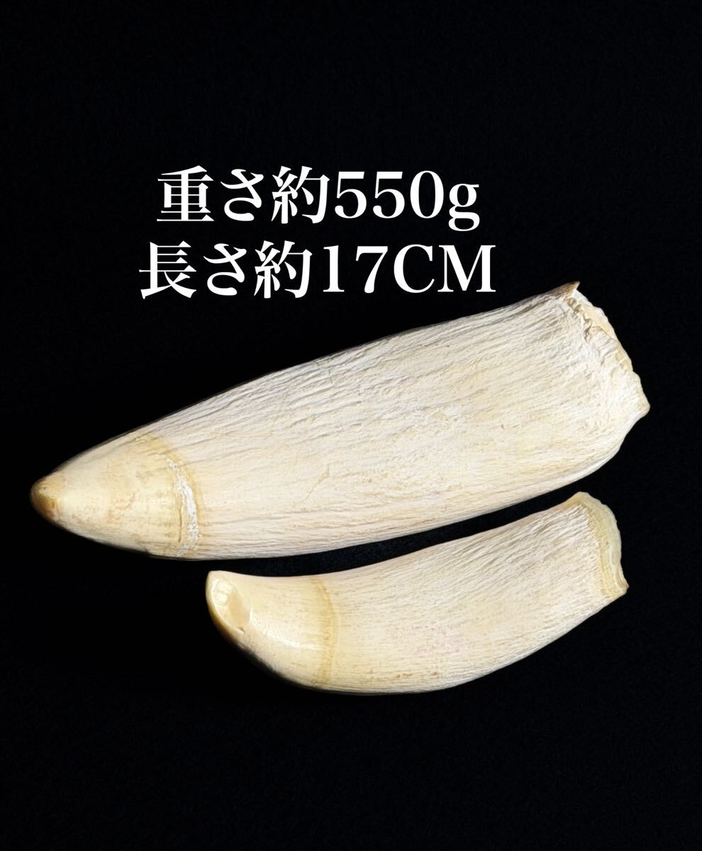 Yahoo!オークション -「鯨歯」の落札相場・落札価格