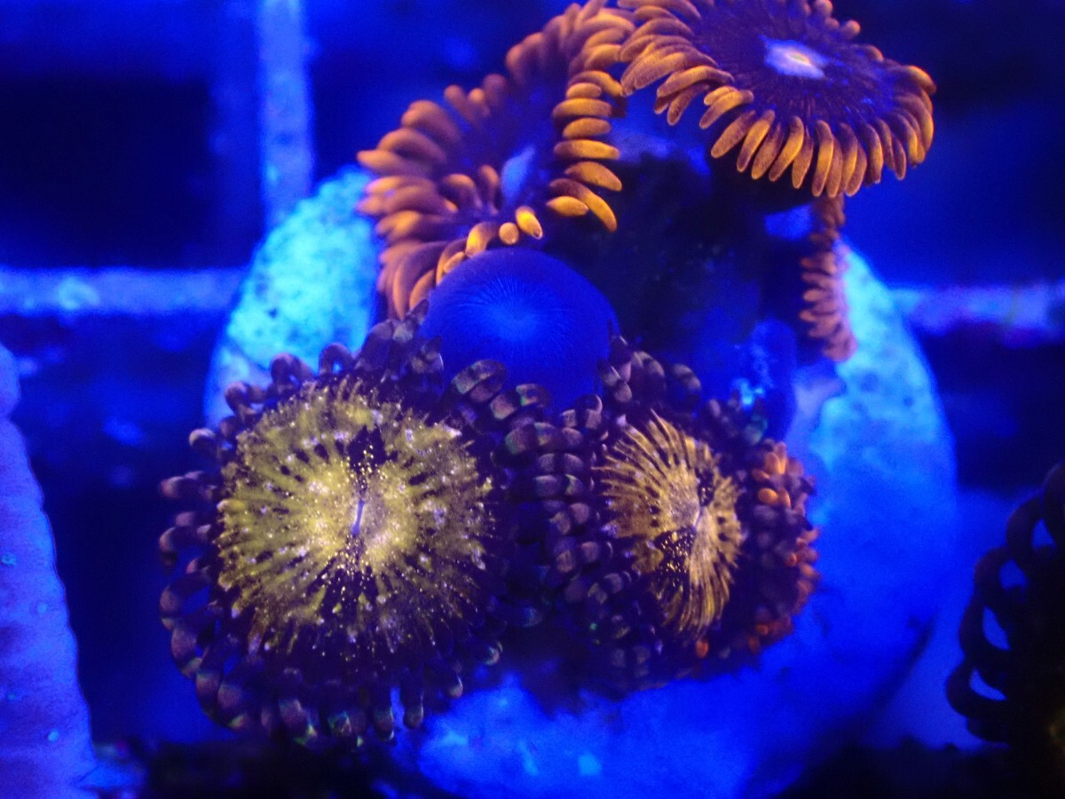 マメスナ(6) 種類　カラフル　フラグベース7cm マメスナ(6) 種類 カラフル フラグベース7cm マメスナ(6) 種類