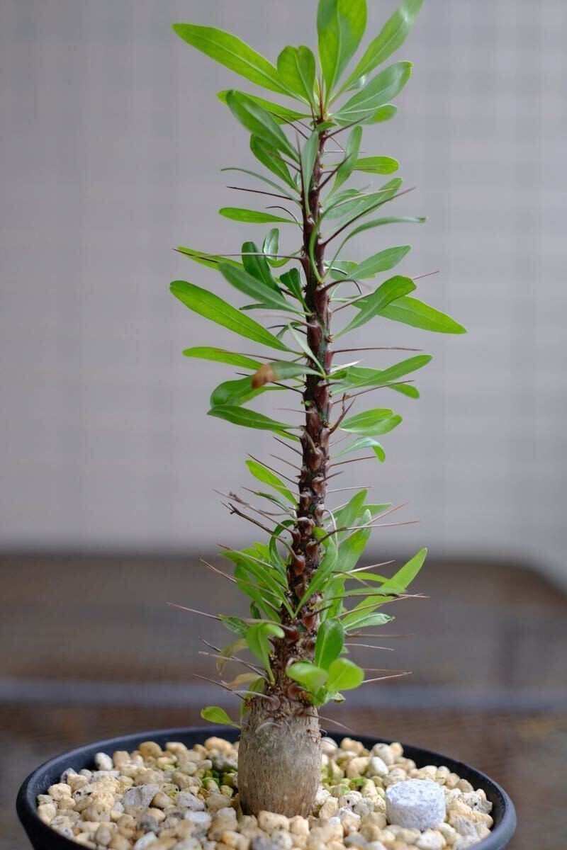 Yahoo!オークション -「フォークイエリア プルプシー」の落札