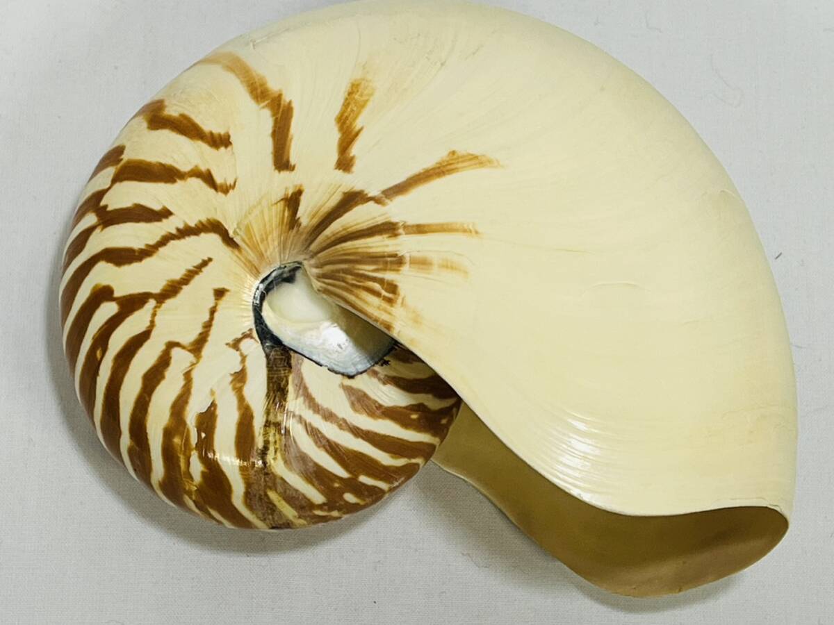 2025年最新】Yahoo!オークション -オウムガイ化石の中古品・新品・未