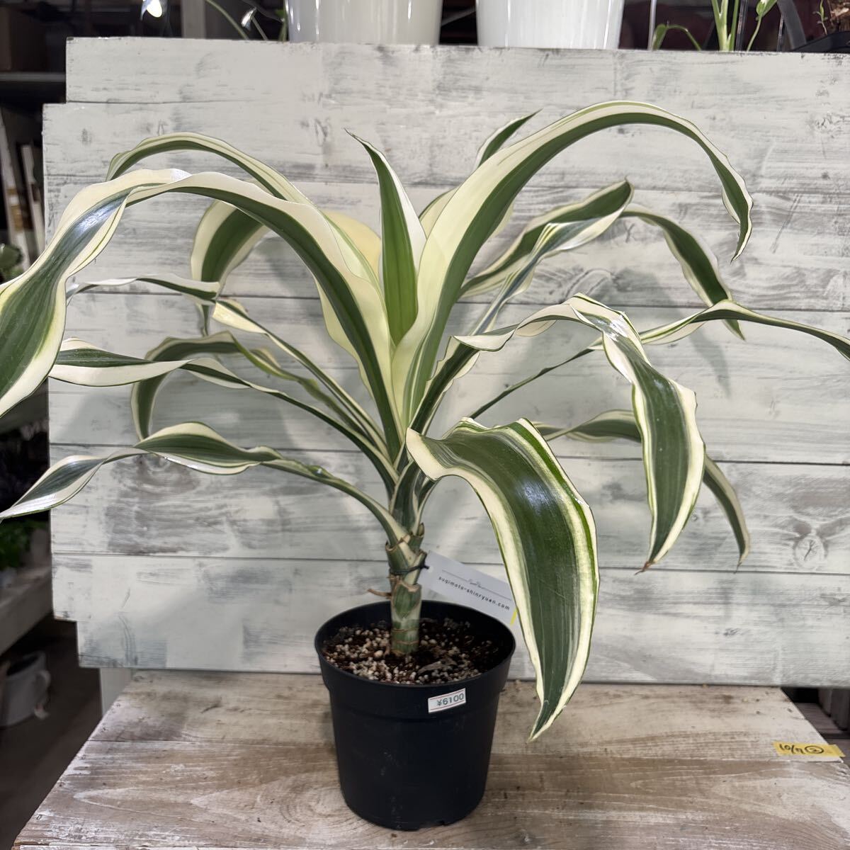 【B級品 】希少 ドラセナ ビクトリアーナ ヴィクトリア ビクトリア 観葉植物 ドラセナ：フラグランス ビクトリア 5号鉢植え の通販 | 園芸