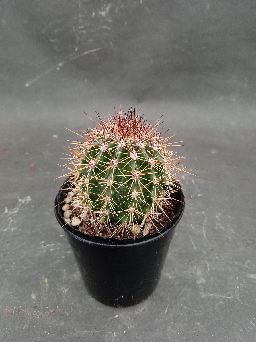 Yahoo!オークション -「弁慶」(サボテン) (観葉植物)の落札相場・落札価格