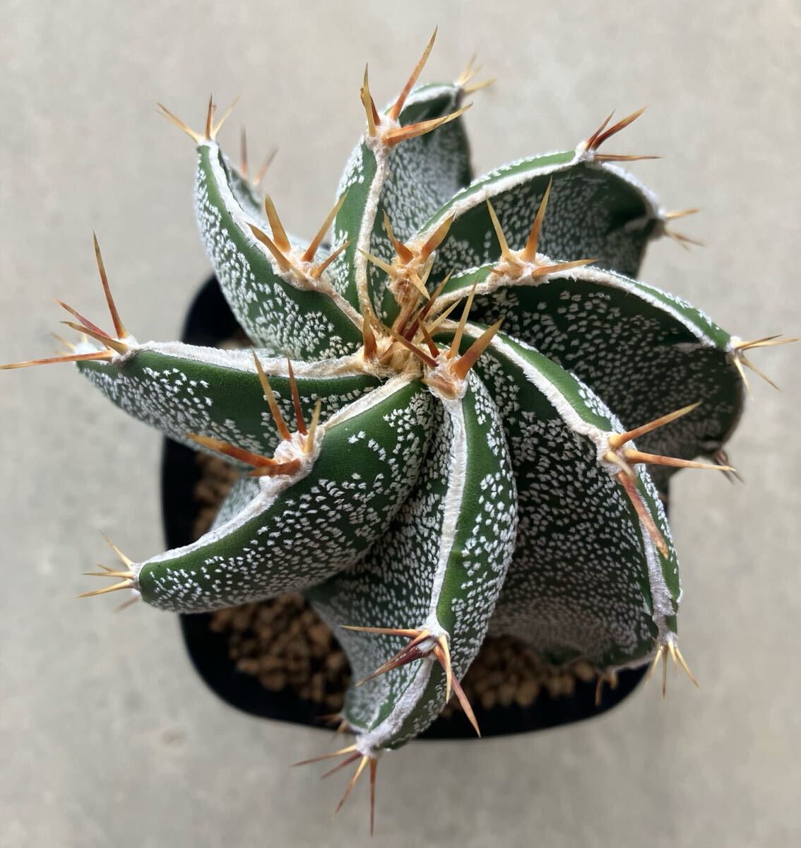 Yahoo!オークション -「サボテン般若」(観葉植物) の落札相場・落札価格