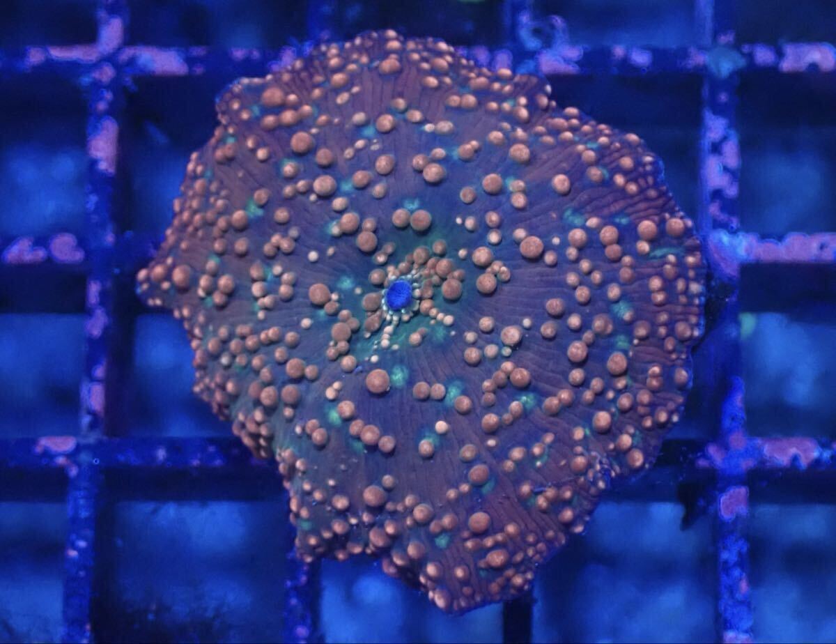 2025年最新】ディスクコーラルの商品一覧 - Yahoo!オークション