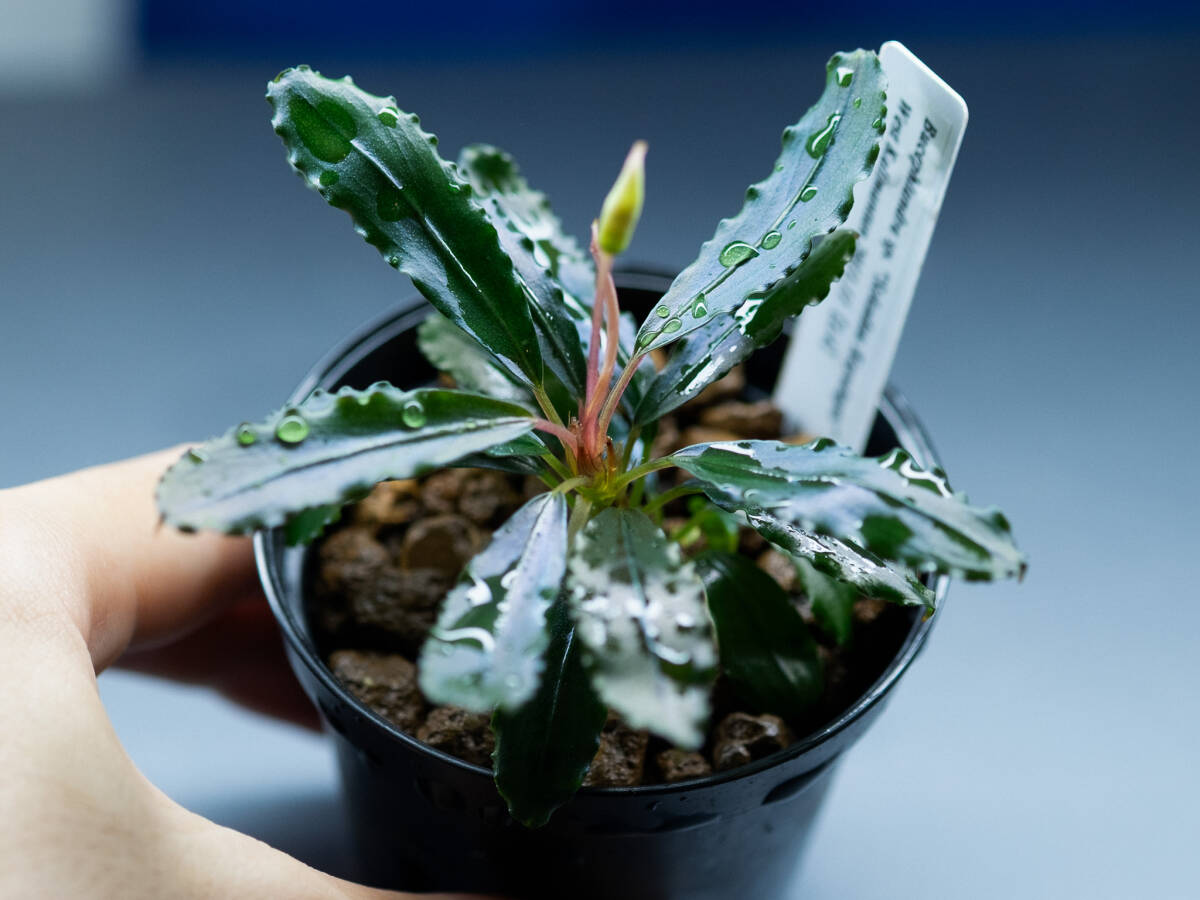 【現地消滅種❣️】ブセファランドラ sekadau 3【TB】斑入り 現地消滅種❣️】ブセファランドラ sekadau 3【TB】斑入り