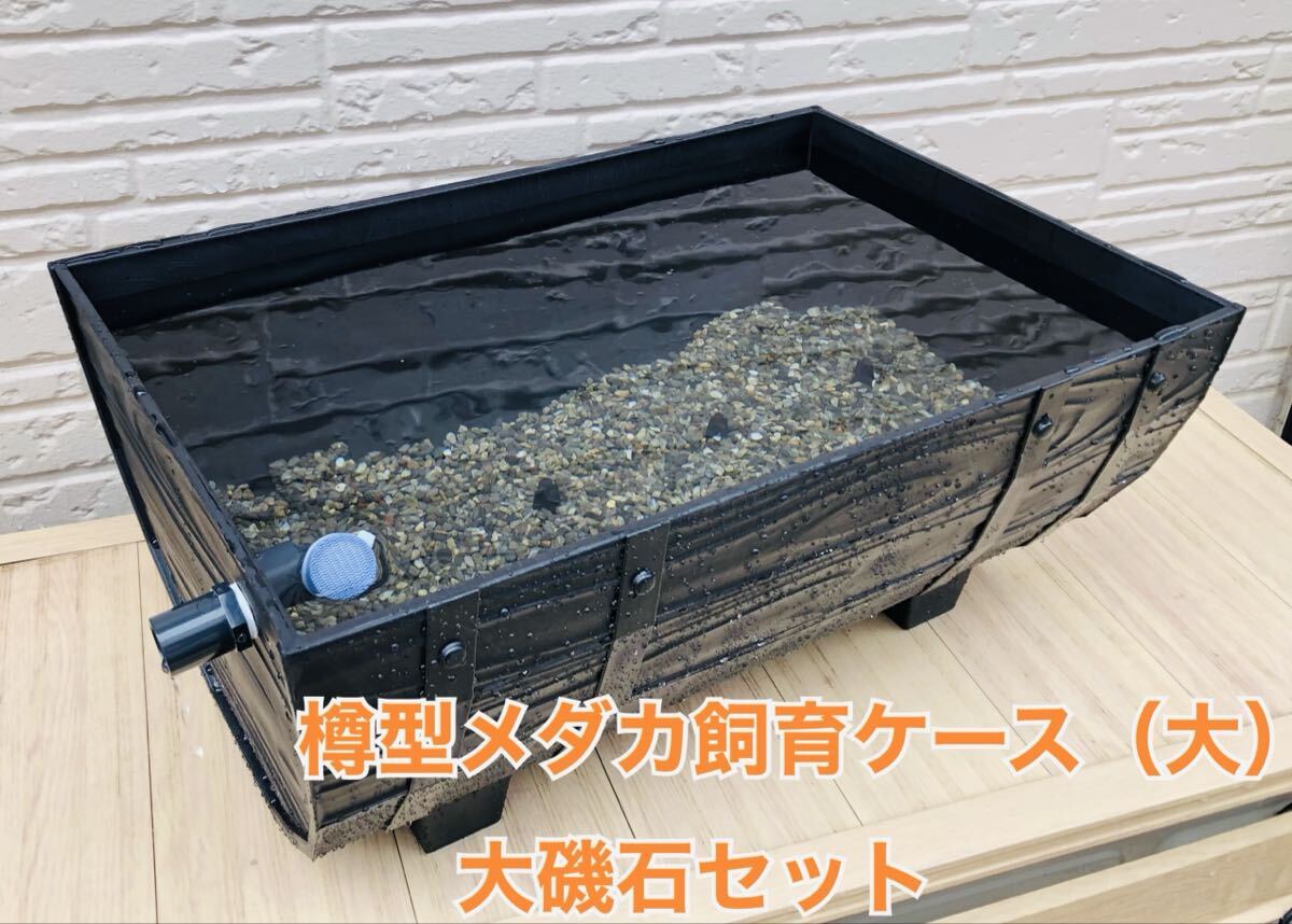 【4個セット　仕切り板無し】メダカ飼育ケース　セパレート メダカ飼育ケース セパレートタイプ【大】仕切り板2枚付き