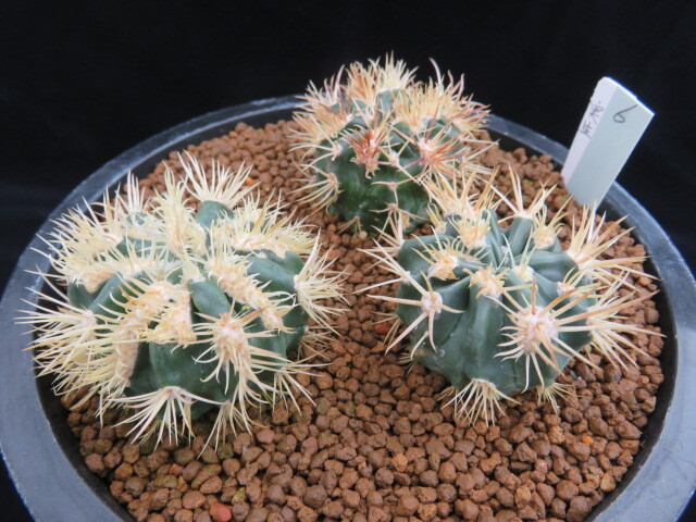 Yahoo!オークション -「サボテン 綾波」の落札相場・落札価格