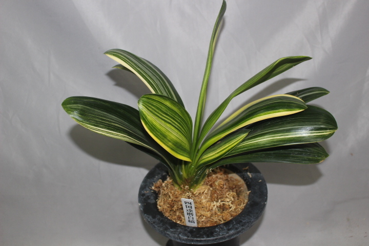 ★君子蘭★ ジム・ピーチ×黄（Ｆ） Yahoo!オークション -「君子蘭 白」(花、園芸) の落札相場・落札価格