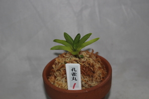 Павлиний круг (этот артефакт) 1 Фуки орхидея Фулан дикий цветок Тойо орхидея Дикий цветок