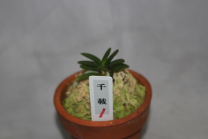 1 Фуки орхидея Фуланский дикий цветок Тойо орхидея Дикий цветок