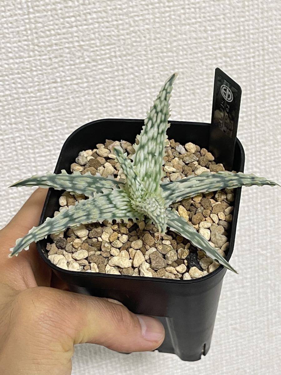 2025年最新】Yahoo!オークション -アロエ ハイブリッド(観葉植物