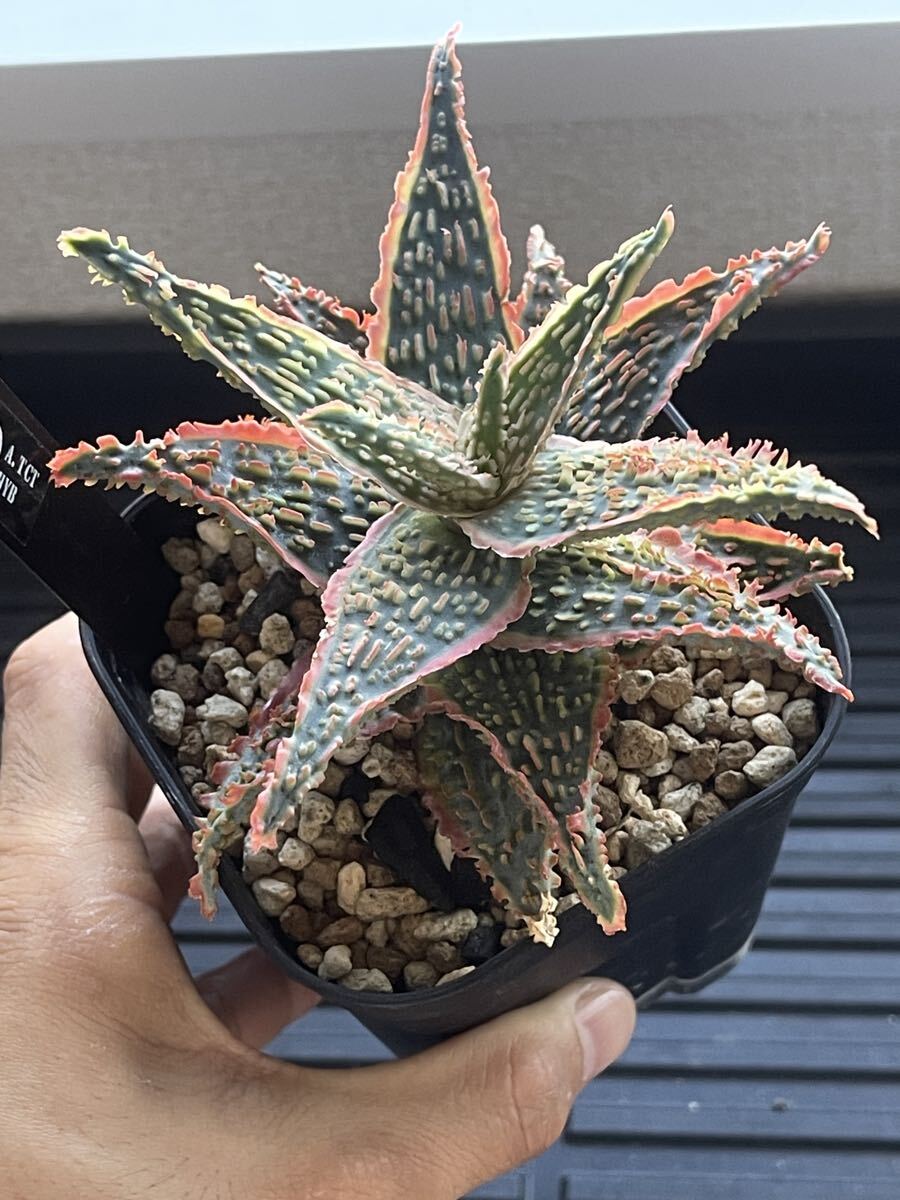 2025年最新】Yahoo!オークション -アロエ ハイブリッド(観葉植物)の