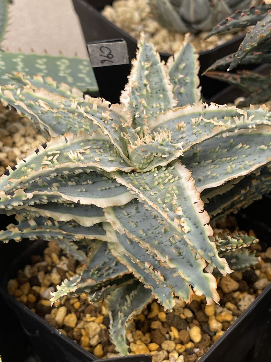 あ*し様 アロエ ハイブリッド　TCT ゴールデンタワー あ*し様 アロエ ハイブリッド TCT ゴールデンタワー - メルカリ