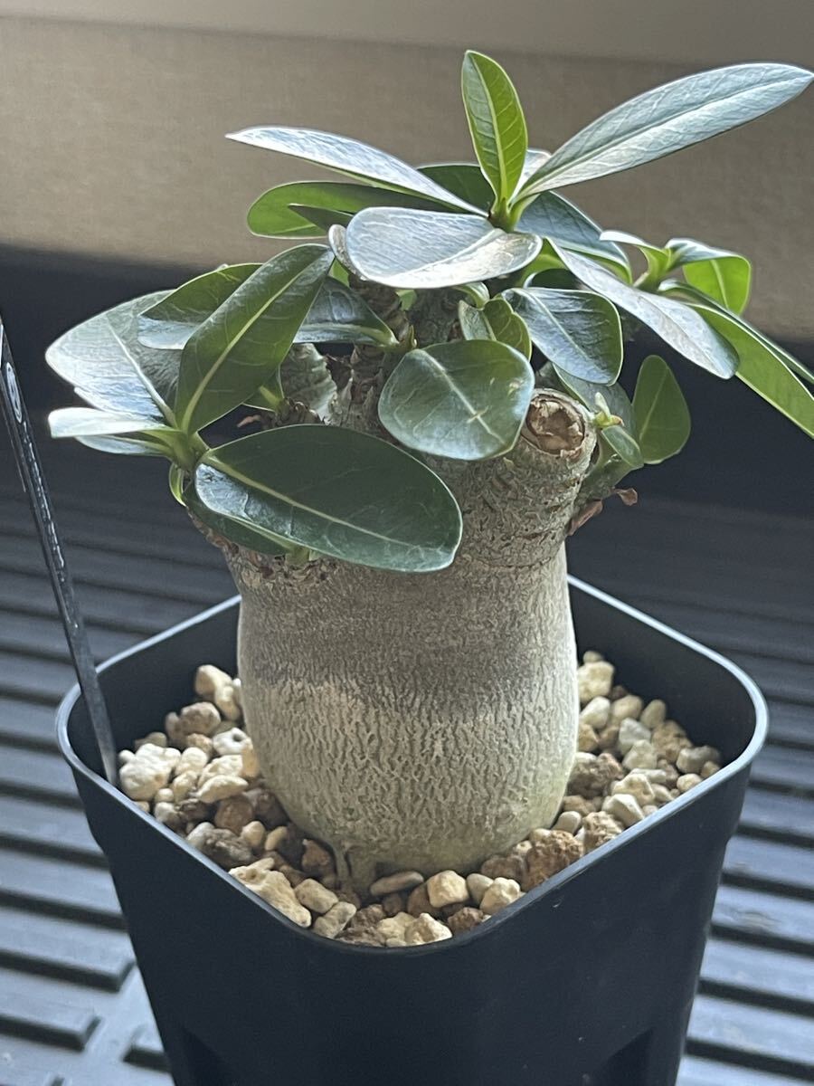 2025年最新】Yahoo!オークション -アデニウム(花、園芸)の中古品・新品