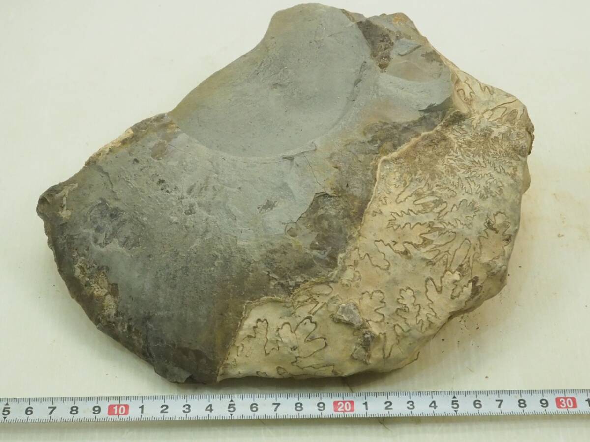 北海道アンモナイト　中川産アンモナイト　ノジュール　化石　原石　鉱石　科学 北海道アンモナイト 中川産アンモナイト ノジュール 化石 原石