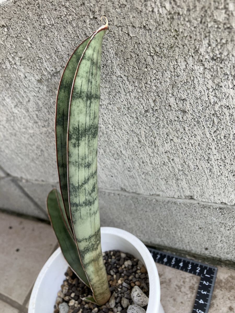 は*ー様 S8671★オークション販売★ サンスベリア スノーホワイト 超希少高 Yahoo!オークション - サンスベリア スノー ホワイト