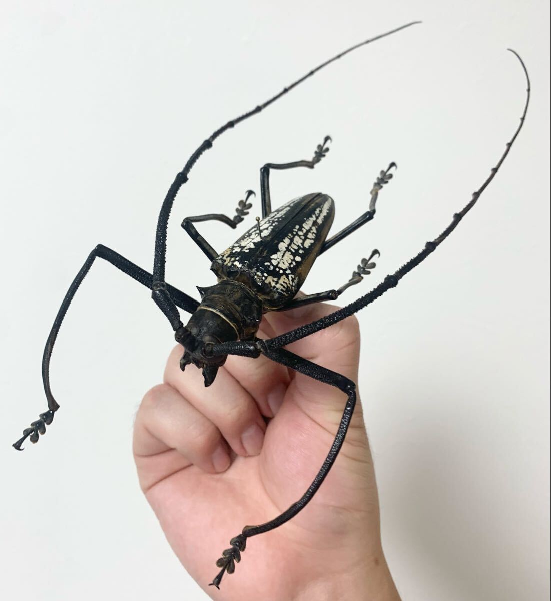 2025年最新】Yahoo!オークション -カミキリ標本の中古品・新品