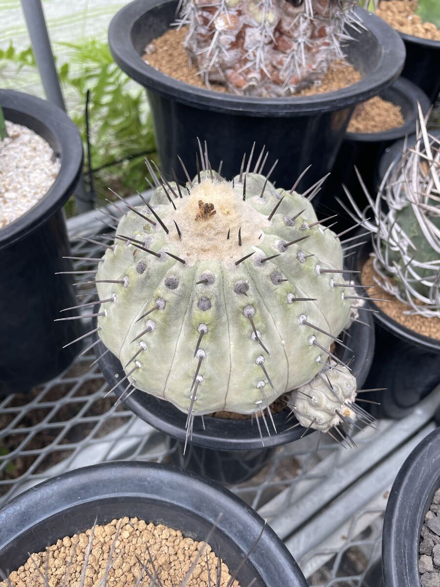 2025年最新】Yahoo!オークション -黒王丸(花、園芸)の中古品