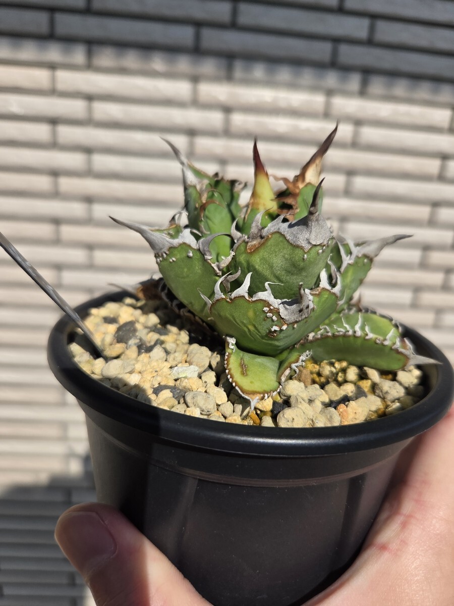 Yahoo!オークション -「アガベ ブツブツ」の落札相場・落札価格