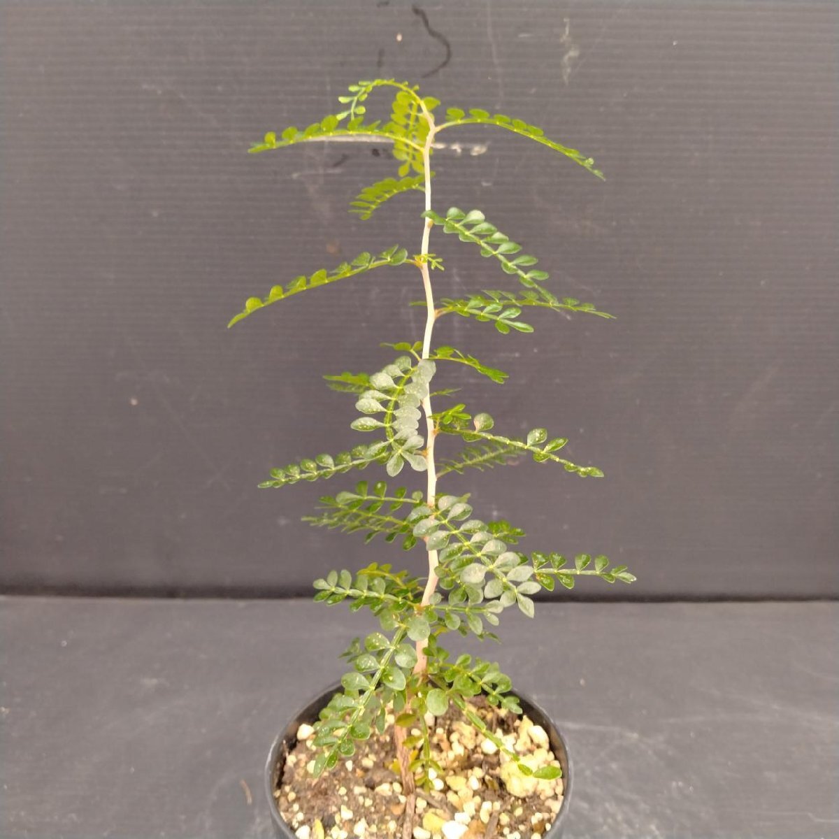 2025年最新】Yahoo!オークション -オペルクリカリアパキプスの中古品