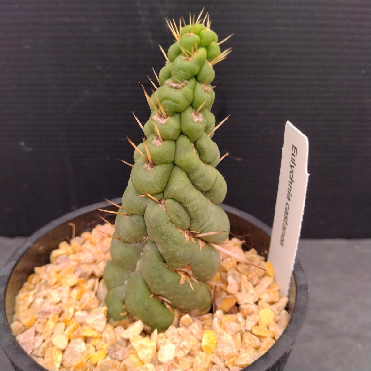 Yahoo!オークション -「ユーリ」(花、園芸) の落札相場・落札価格