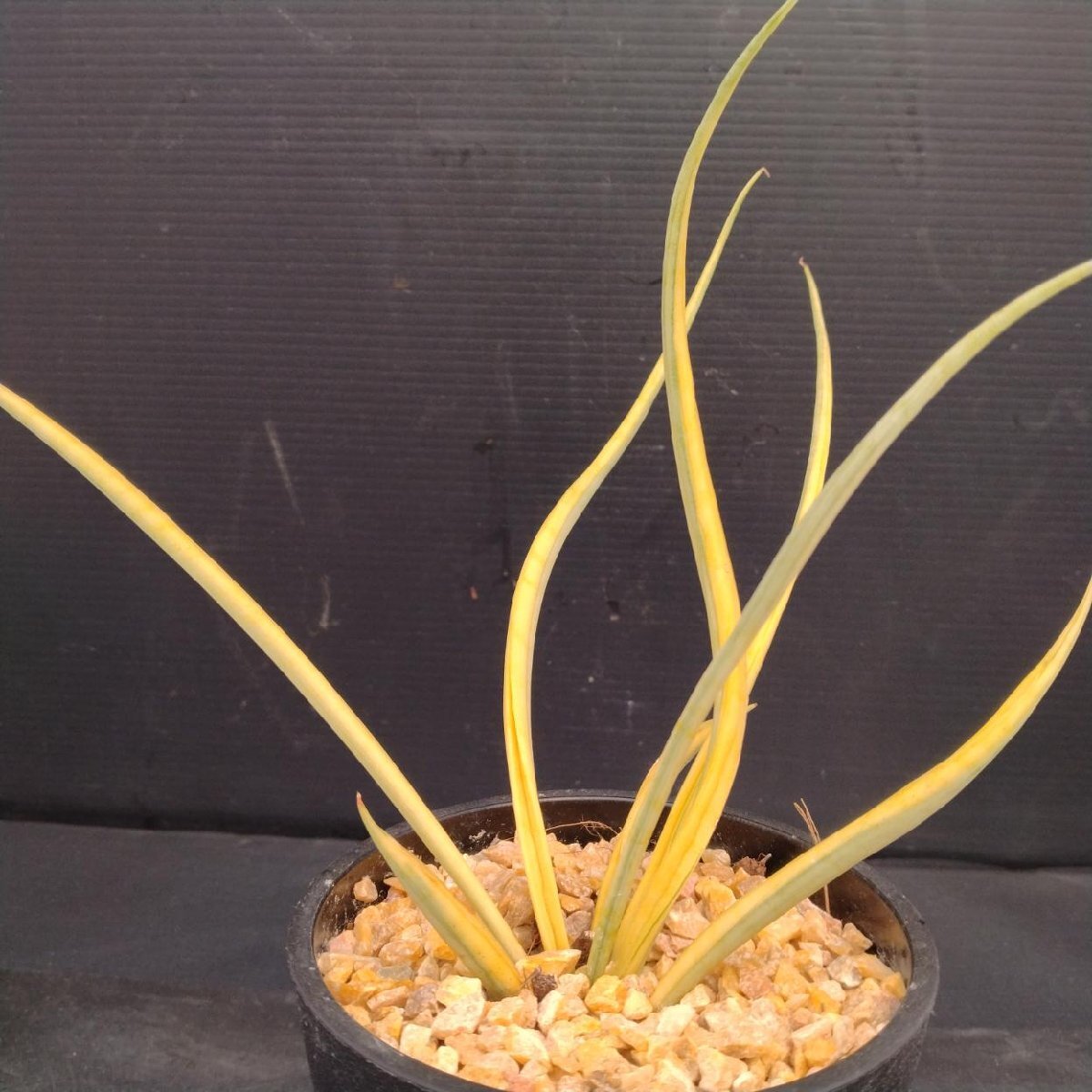 Yahoo!オークション -「サンスベリア ドラゴン」(その他) (観葉