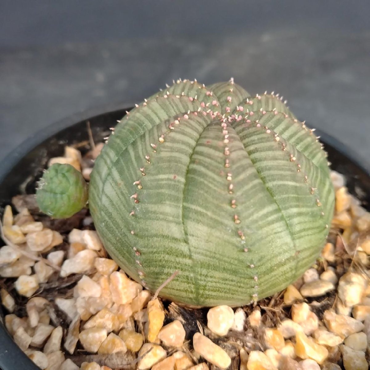 T*n様 B13929★オークション★ 超巨大11cm株！ユーフォルビア オベサ B13929☆オークション☆ 超巨大11cm株！ユーフォルビア オベサ