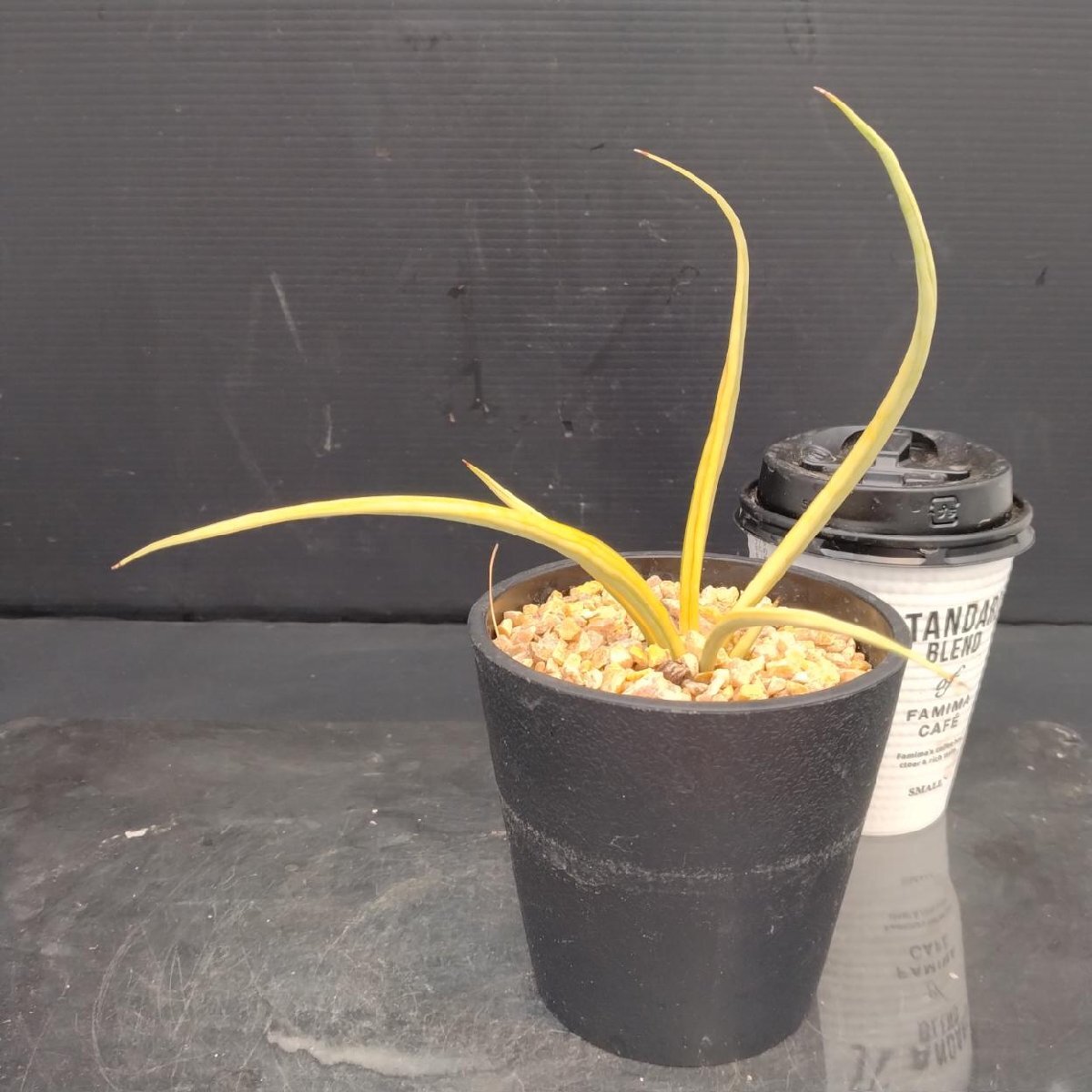 サンスベリア　No Name ダンシングドラゴン　最新　ハイブリッド サンセベリア ダンシングドラゴン ジェネレーション 2