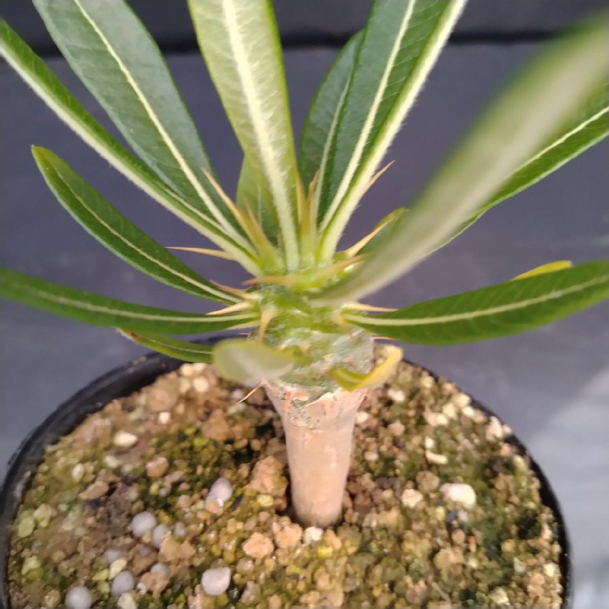 パキポディウム　アンボンゲンセ　 白肌株　実生　特選極美株 パキポディウム アンボンゲンセ 白肌株 実生 特選極美株