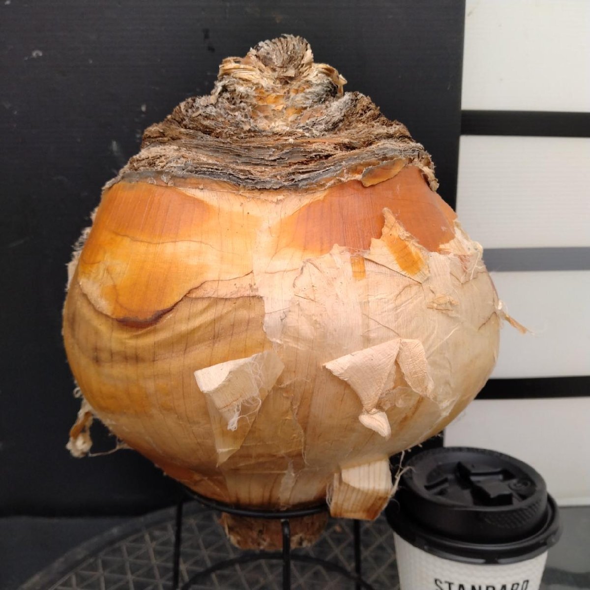 r*o様 オークション！ 特大 ブーファン ハエマンソイデス 現地株 現地球 塊 Yahoo!オークション -「ブーファン ハエマンソイデス」(その他