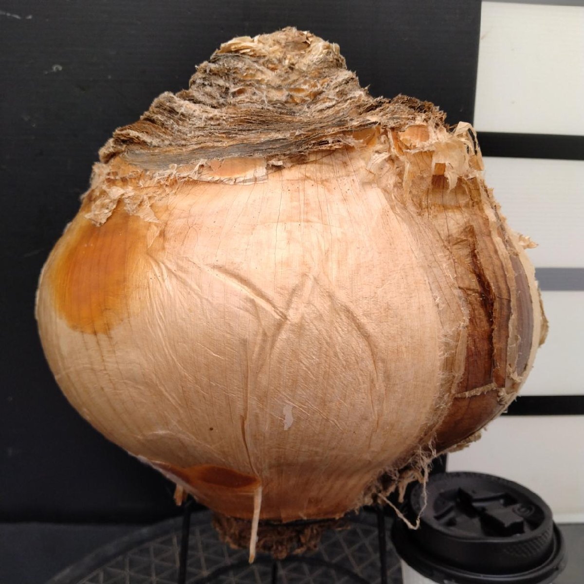 r*o様 オークション！ 特大 ブーファン ハエマンソイデス 現地株 現地球 塊 Yahoo!オークション -「ブーファン ハエマンソイデス」(その他