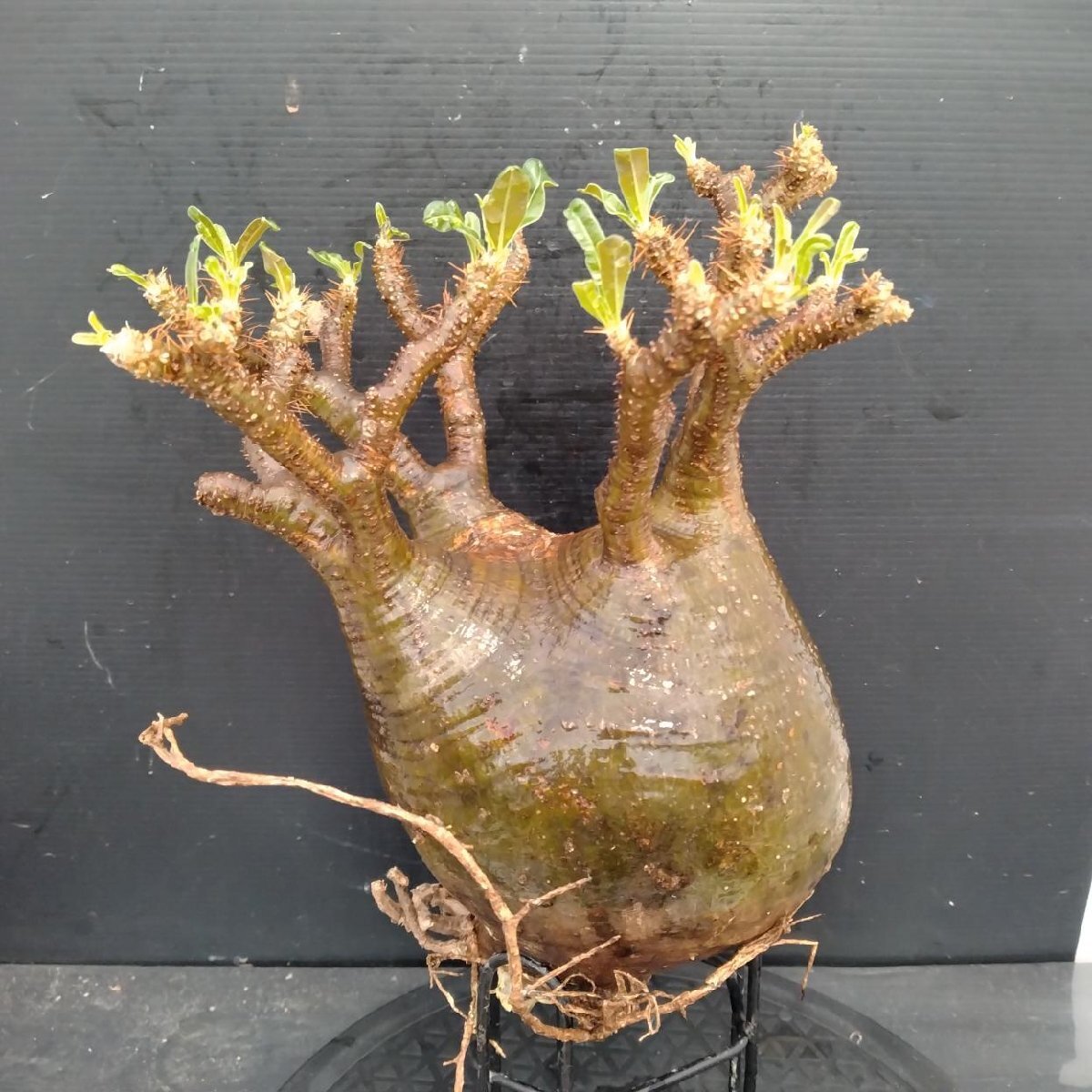 発根済み グラキリス 塊根 パキポディウム グラキ 抜苗 パキポディウム・グラキリス 抜き苗 〈29〉 | mana's farm