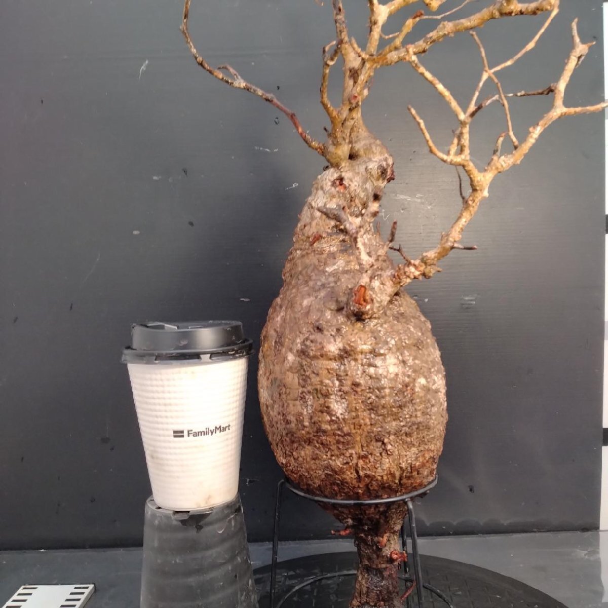 KP123 オペルクリカリア パキプス コーデックス ベアルート株　枝カット済み KP123 オペルクリカリア パキプス コーデックス ベアルート株 枝