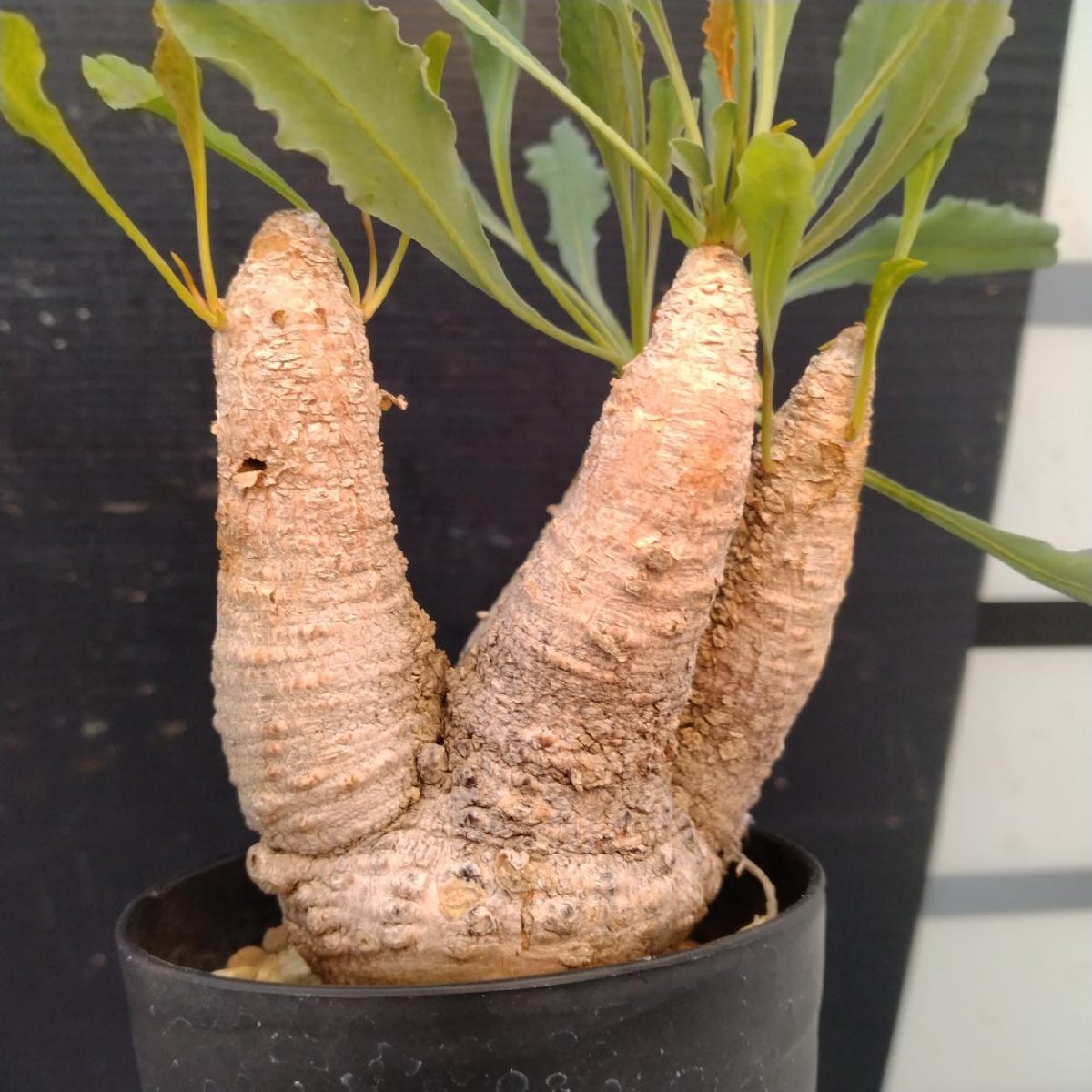 Yahoo!オークション -「ユーフォルビアクリスパ」の落札相場・落札価格