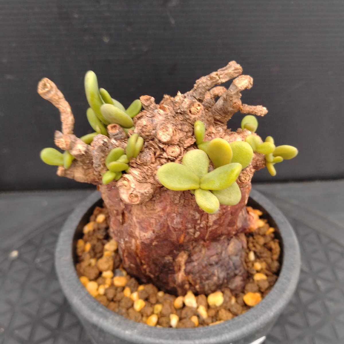 Yahoo!オークション -「ケラリア ピグマエア」(その他) (観葉植物)の