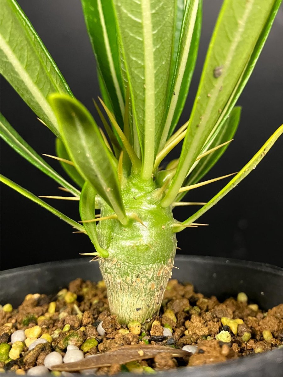 アンボンゲンセ 8株セット アンボンゲンセ 8株セット